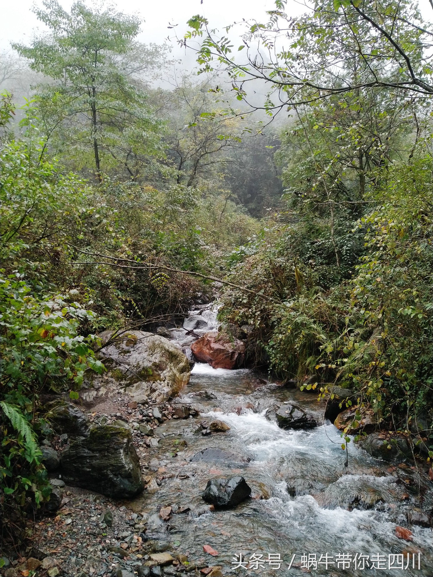 成都西岭雪山玩一天大概多少钱,成都西岭雪山旅游一日游报团