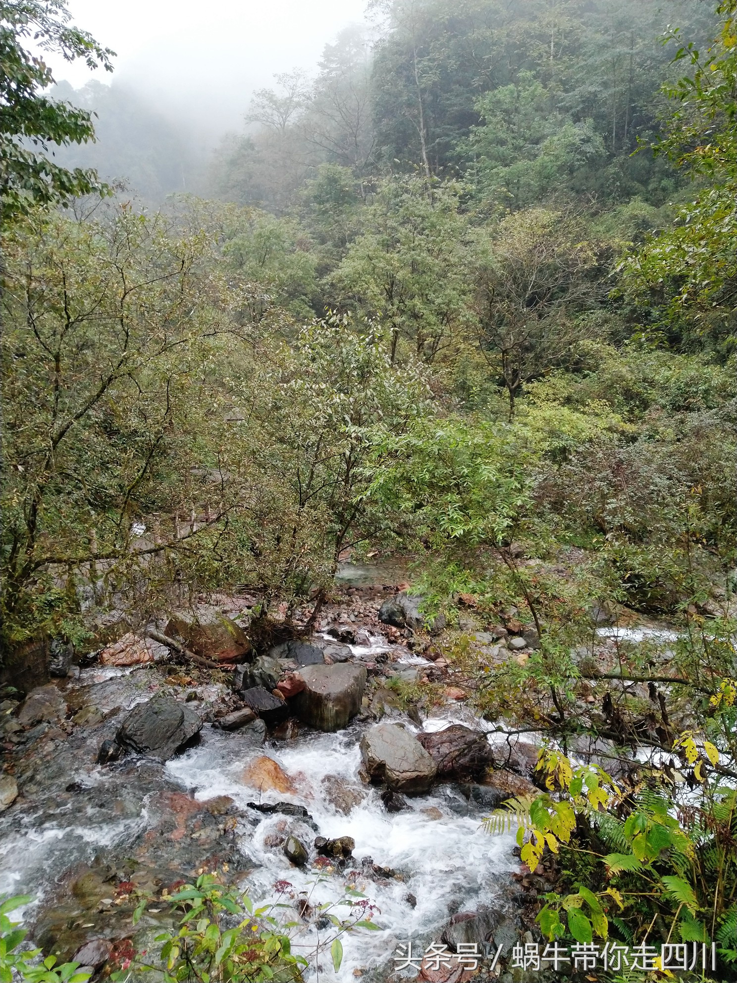 成都西岭雪山玩一天大概多少钱,成都西岭雪山旅游一日游报团