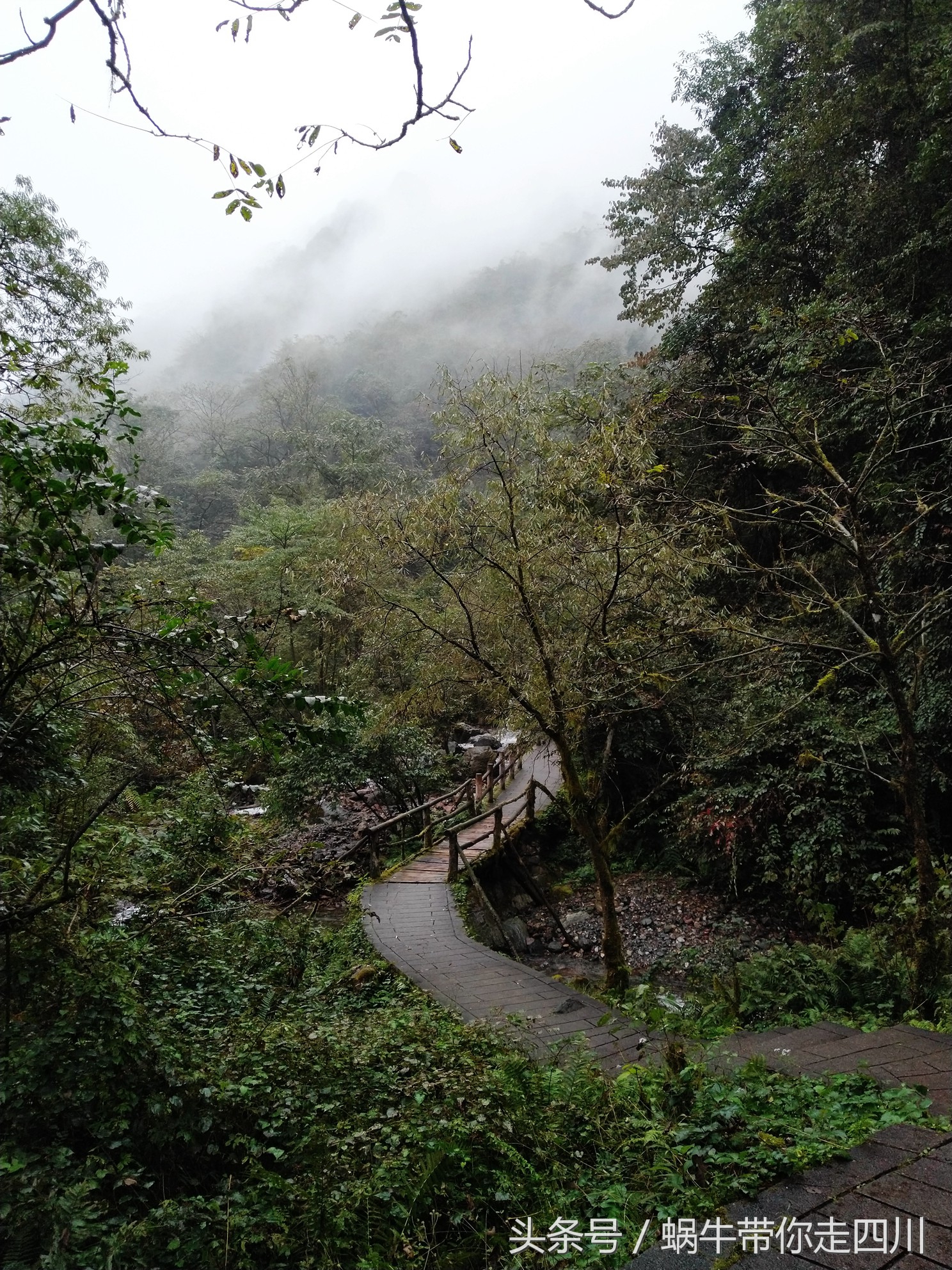 成都西岭雪山玩一天大概多少钱,成都西岭雪山旅游一日游报团