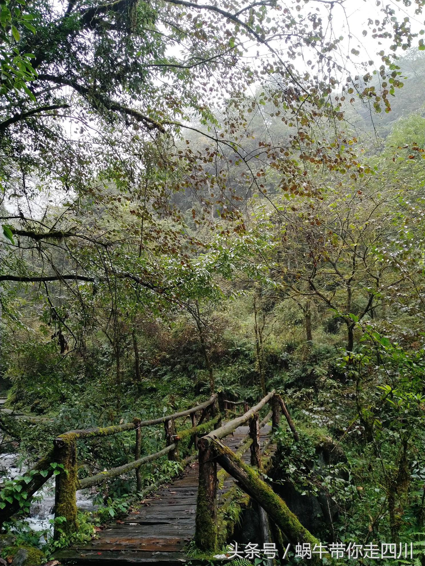 成都西岭雪山玩一天大概多少钱,成都西岭雪山旅游一日游报团