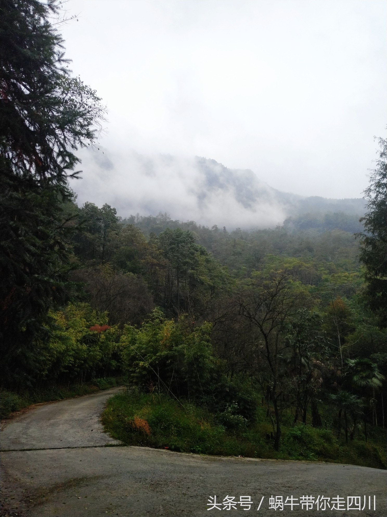 成都西岭雪山玩一天大概多少钱,成都西岭雪山旅游一日游报团
