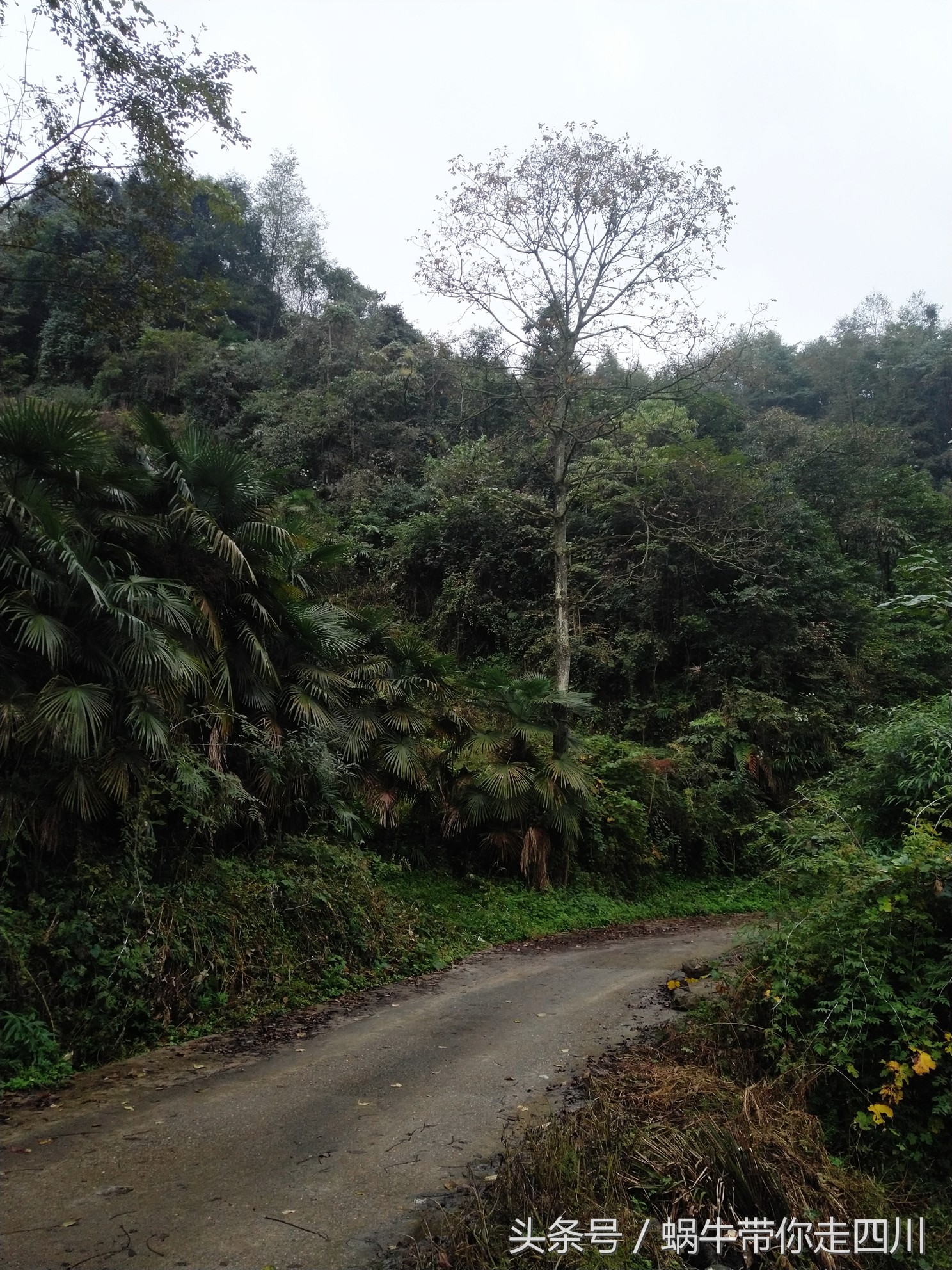 成都西岭雪山玩一天大概多少钱,成都西岭雪山旅游一日游报团