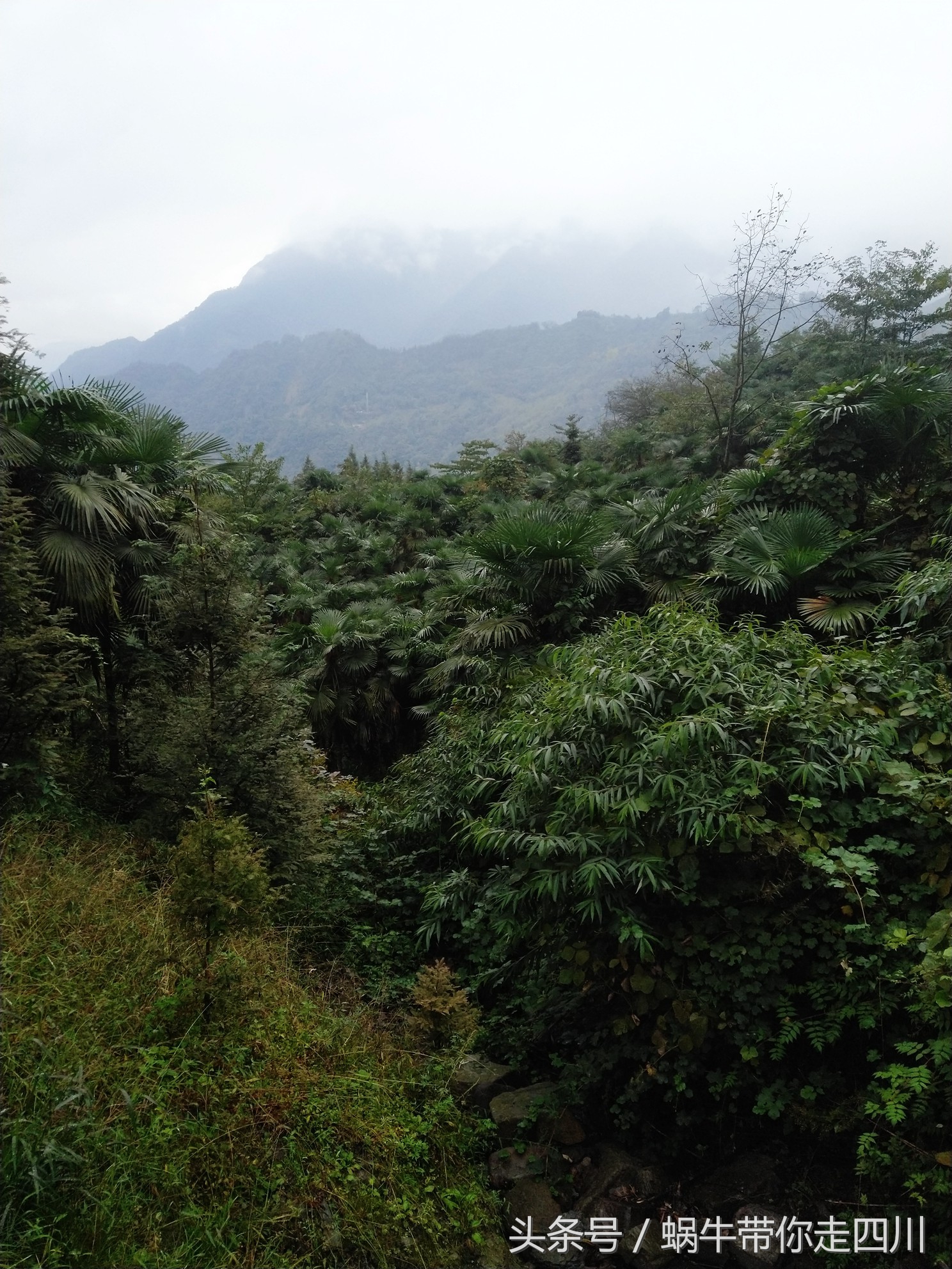成都西岭雪山玩一天大概多少钱,成都西岭雪山旅游一日游报团