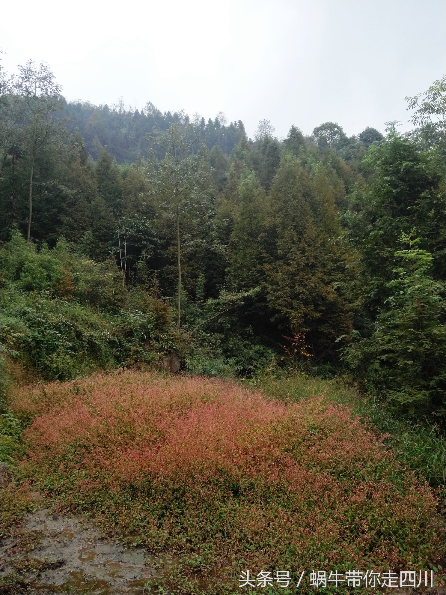 成都西岭雪山玩一天大概多少钱,成都西岭雪山旅游一日游报团