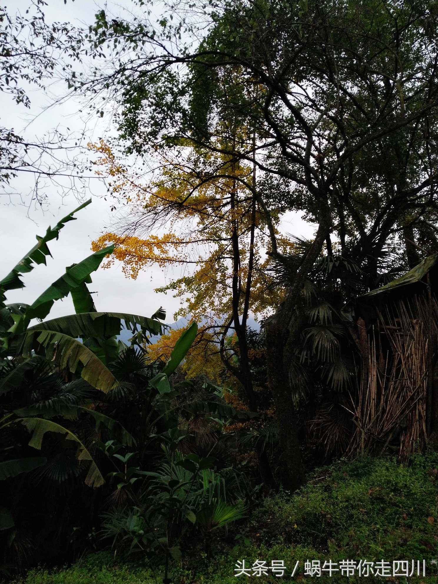成都西岭雪山玩一天大概多少钱,成都西岭雪山旅游一日游报团