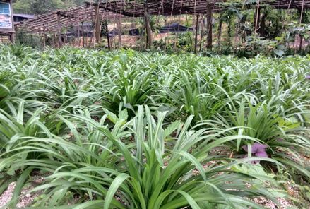 有哪些小众的地方特产,一个地方有哪些土特产