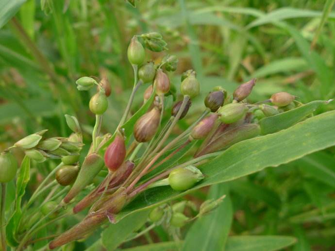 中药材薏苡仁和薏仁米一样吗,中药材薏苡仁主要成分