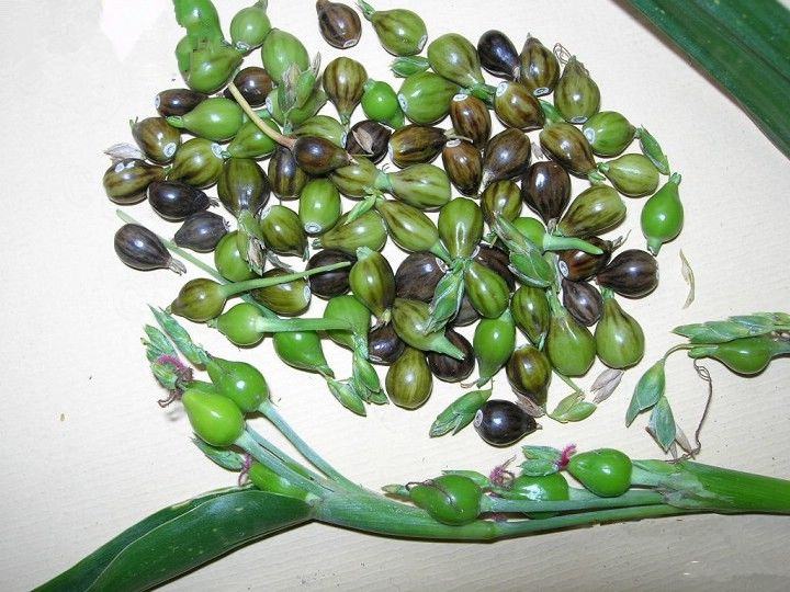 中药材薏苡仁和薏仁米一样吗,中药材薏苡仁主要成分