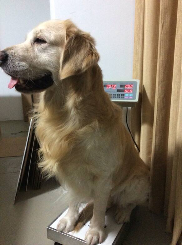 狗粮选购误区,狗粮选不对也会咳嗽吗