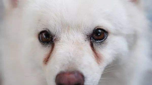 狗粮选购误区,狗粮选不对也会咳嗽吗