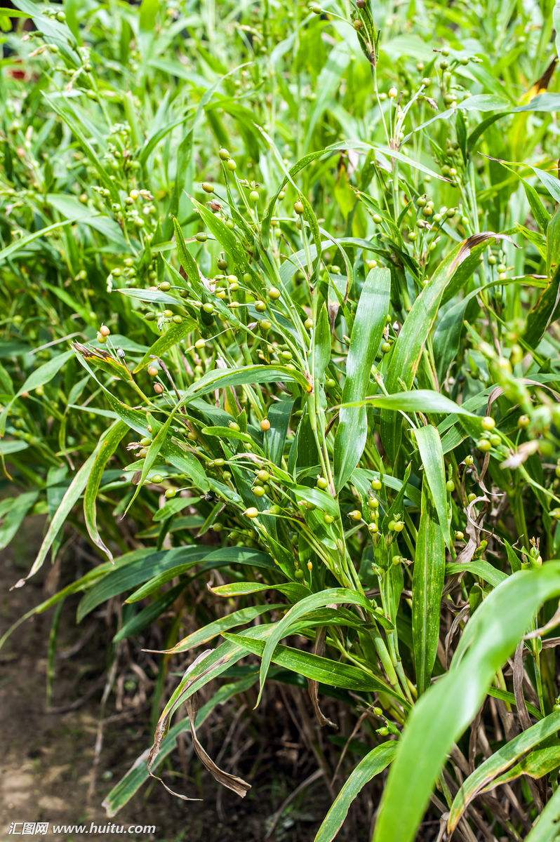 中药材薏苡仁和薏仁米一样吗,中药材薏苡仁主要成分