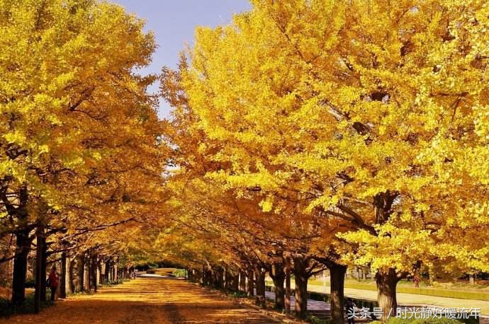 每一种生活都是宿命的安排,每一种安排都有一种领悟