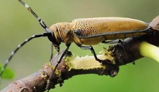 氯氰敌百虫治柑橘树干上天牛,柑橘天牛防治可以管多长时间
