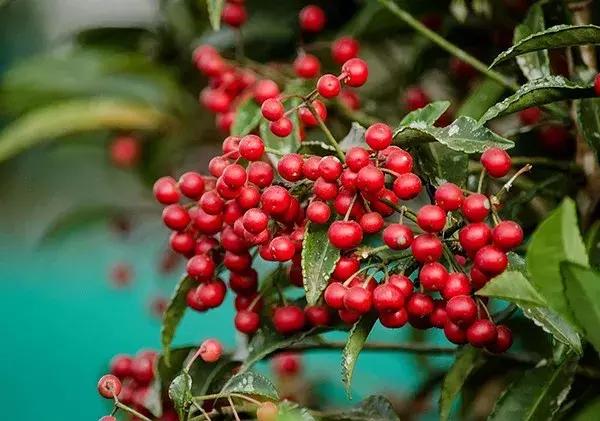 适合冬季观赏的植物,临近冬日常见的花卉植物