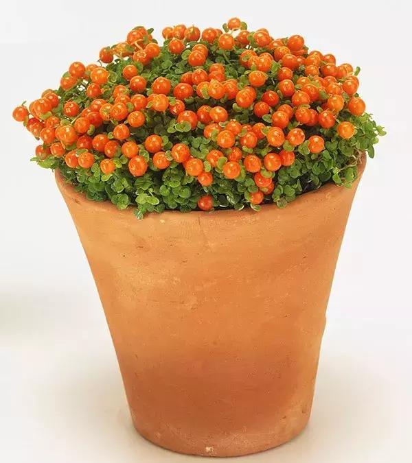 适合冬季观赏的植物,临近冬日常见的花卉植物