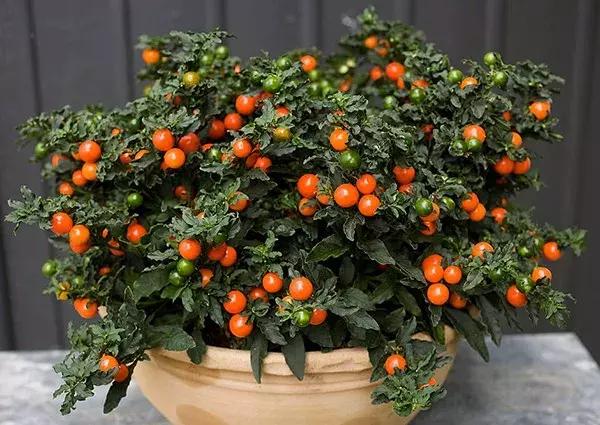 适合冬季观赏的植物,临近冬日常见的花卉植物