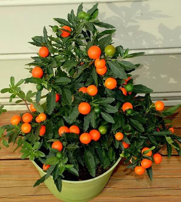 适合冬季观赏的植物,临近冬日常见的花卉植物