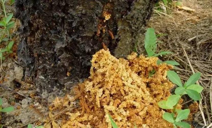 氯氰敌百虫治柑橘树干上天牛,柑橘天牛防治可以管多长时间