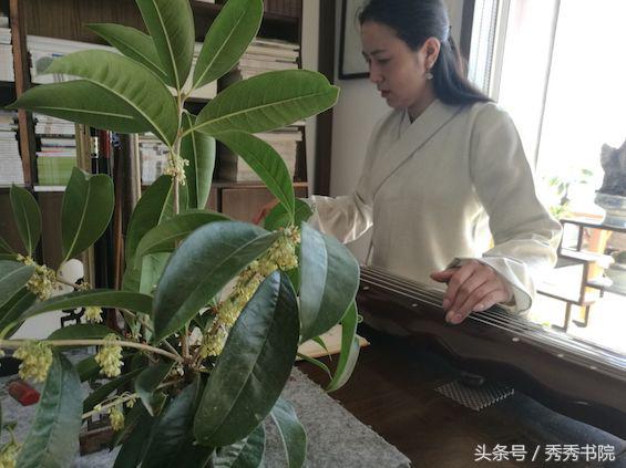 长安雅士所有古琴曲,长安雅士古琴独奏