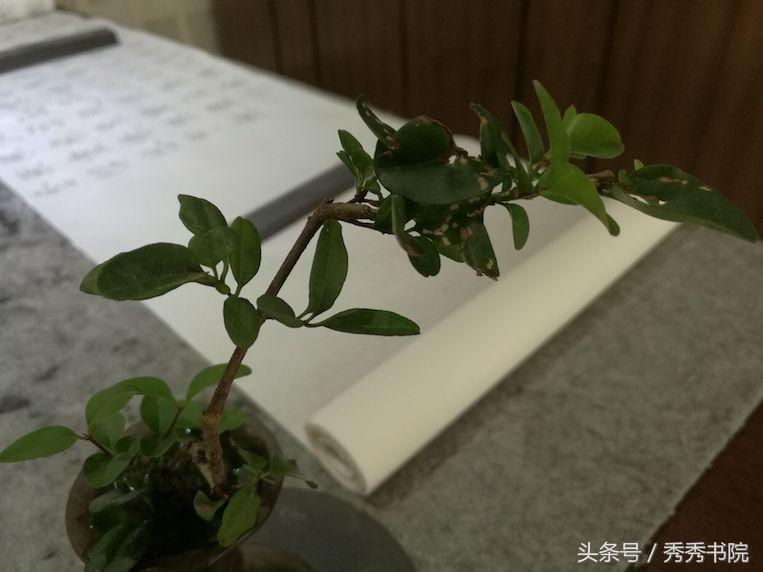 长安雅士所有古琴曲,长安雅士古琴独奏