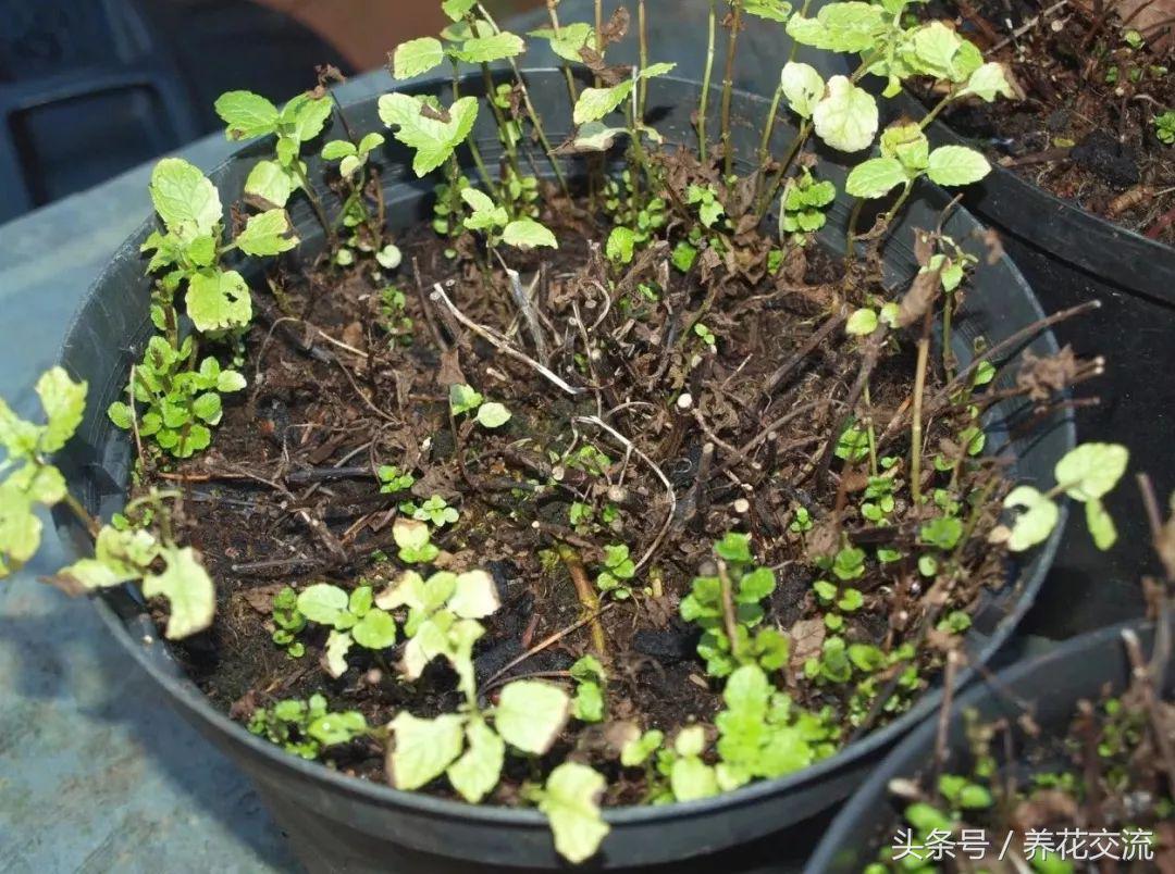 薄荷盆栽底部枯萎上面长势好,盆栽薄荷放什么好养活