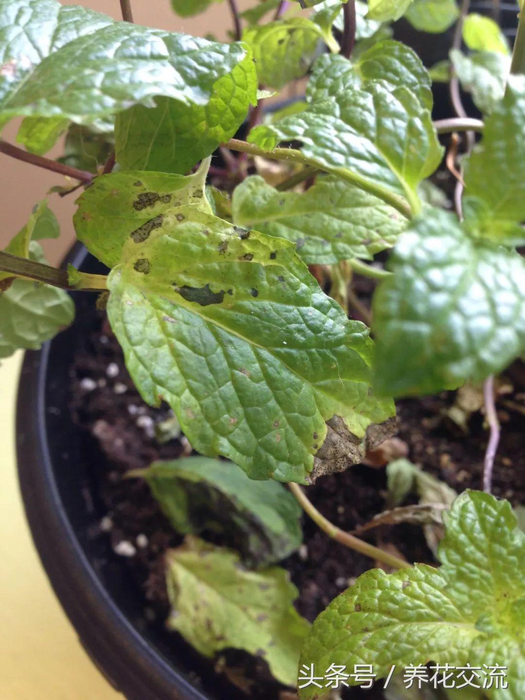 薄荷盆栽底部枯萎上面长势好,盆栽薄荷放什么好养活