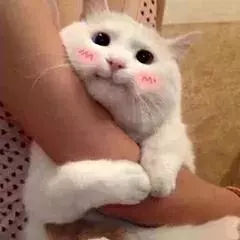 全国最魔性的方言东北话,最难懂的方言中国方言排行榜