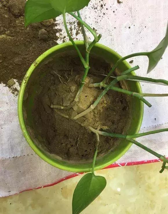 绿萝浇什么才能长得茂盛,绿萝浇什么水才能长得更茂盛