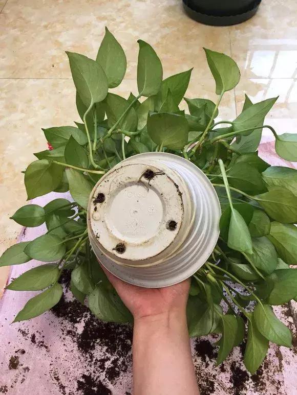 绿萝浇什么才能长得茂盛,绿萝浇什么水才能长得更茂盛