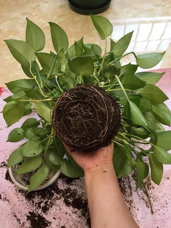 绿萝浇什么才能长得茂盛,绿萝浇什么水才能长得更茂盛