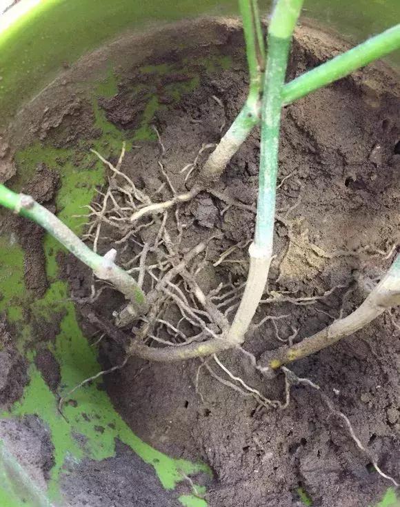 绿萝浇什么才能长得茂盛,绿萝浇什么水才能长得更茂盛