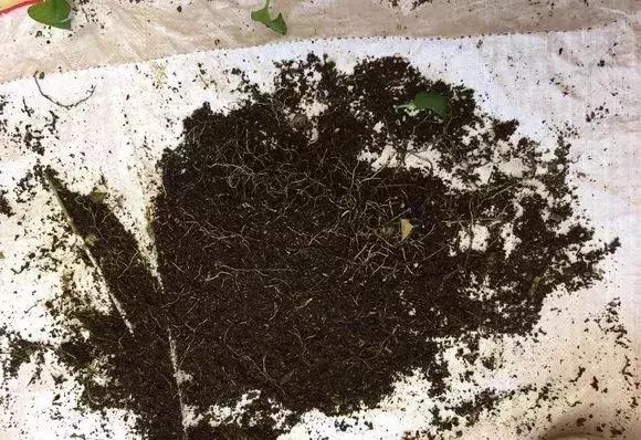 绿萝浇什么才能长得茂盛,绿萝浇什么水才能长得更茂盛