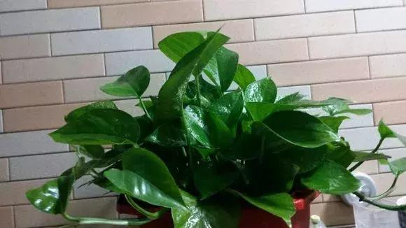 绿萝浇什么才能长得茂盛,绿萝浇什么水才能长得更茂盛