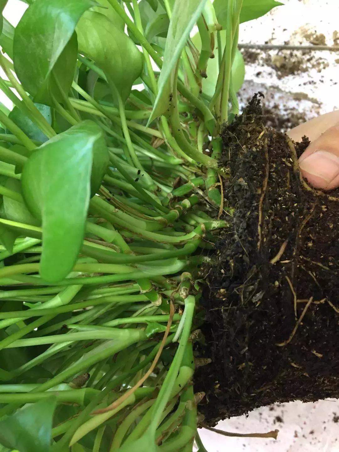 绿萝浇什么才能长得茂盛,绿萝浇什么水才能长得更茂盛