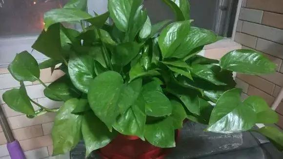 绿萝浇什么才能长得茂盛,绿萝浇什么水才能长得更茂盛