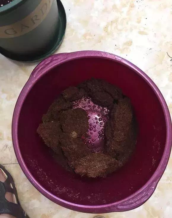 绿萝浇什么才能长得茂盛,绿萝浇什么水才能长得更茂盛