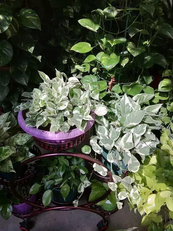 绿萝浇什么才能长得茂盛,绿萝浇什么水才能长得更茂盛