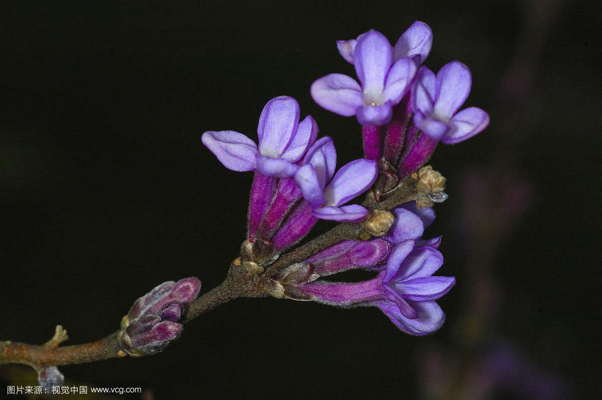 中药芫花根用量,芫花根