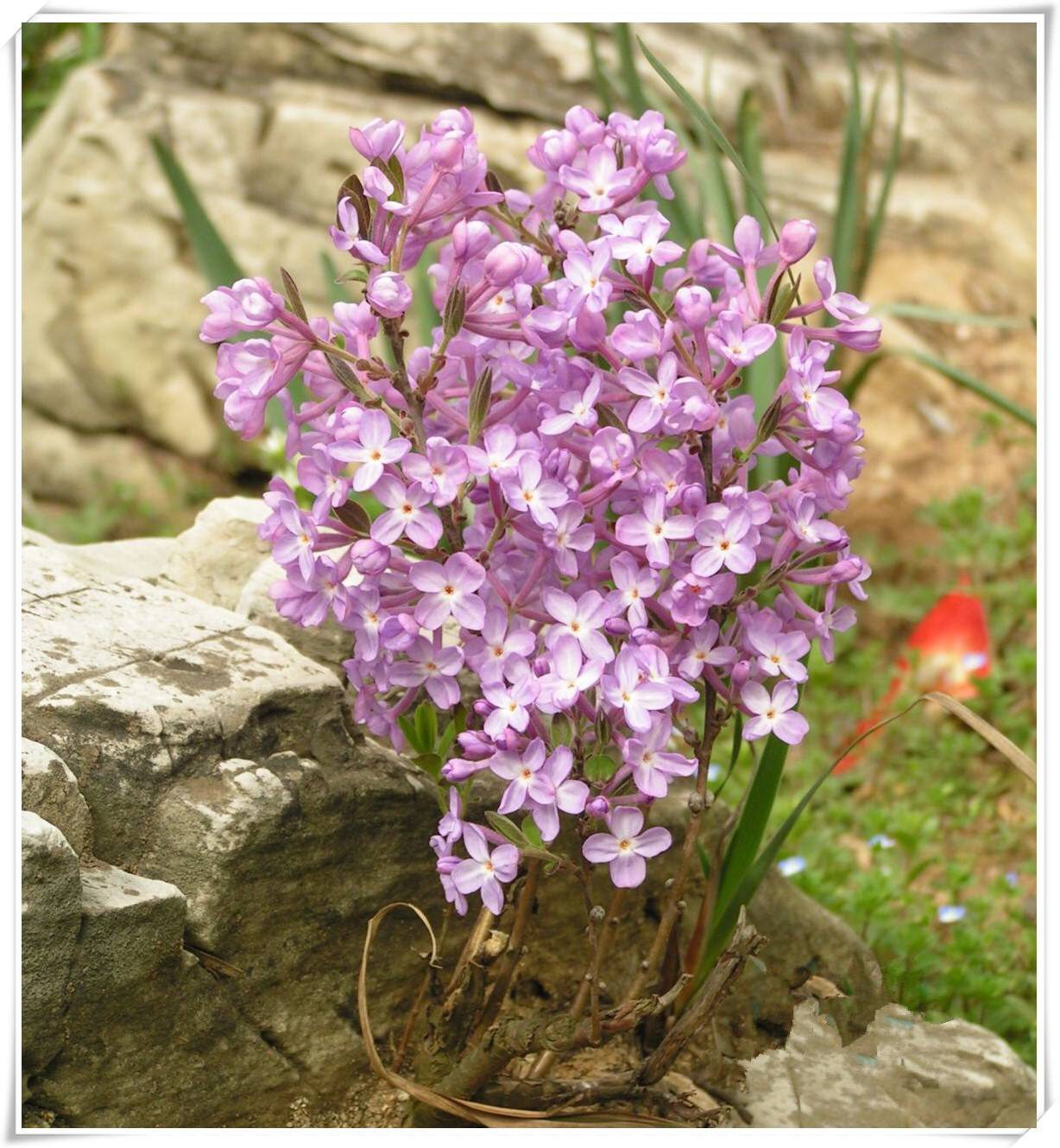 中药芫花根用量,芫花根