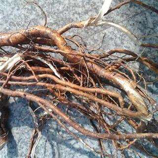 中药芫花根用量,芫花根