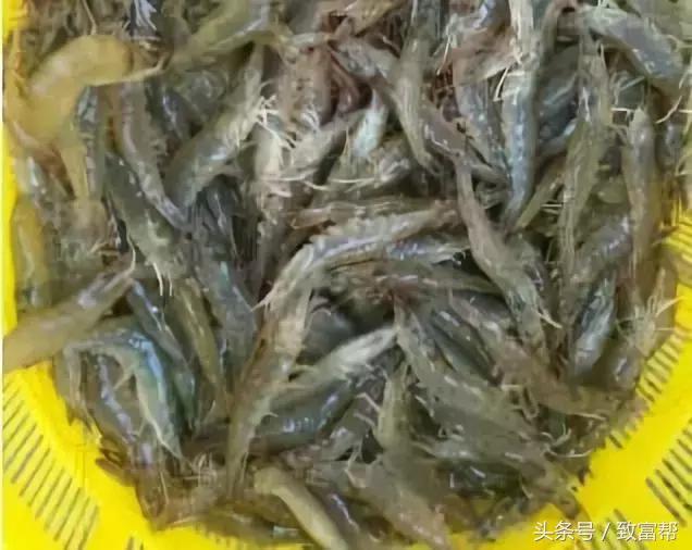 养殖南美对虾的步骤方法,养殖南美对虾的方法