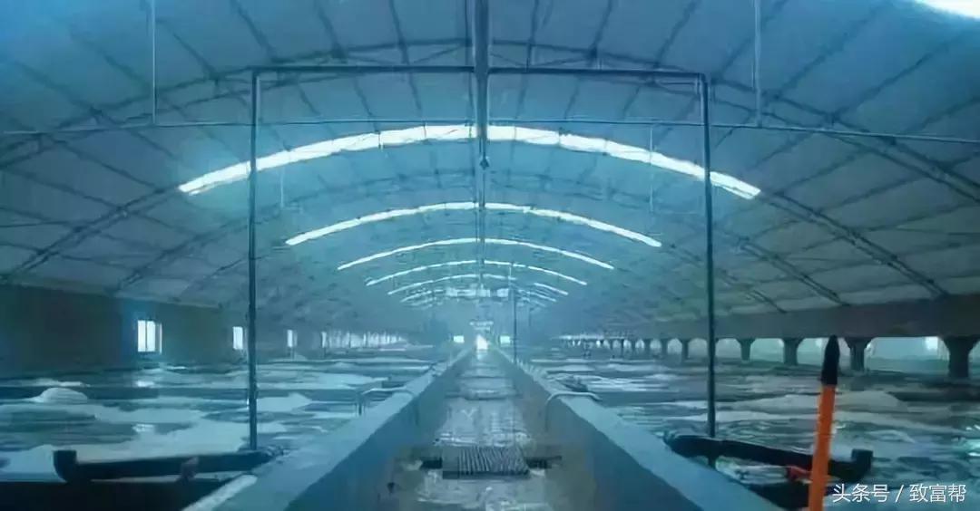 养殖南美对虾的步骤方法,养殖南美对虾的方法