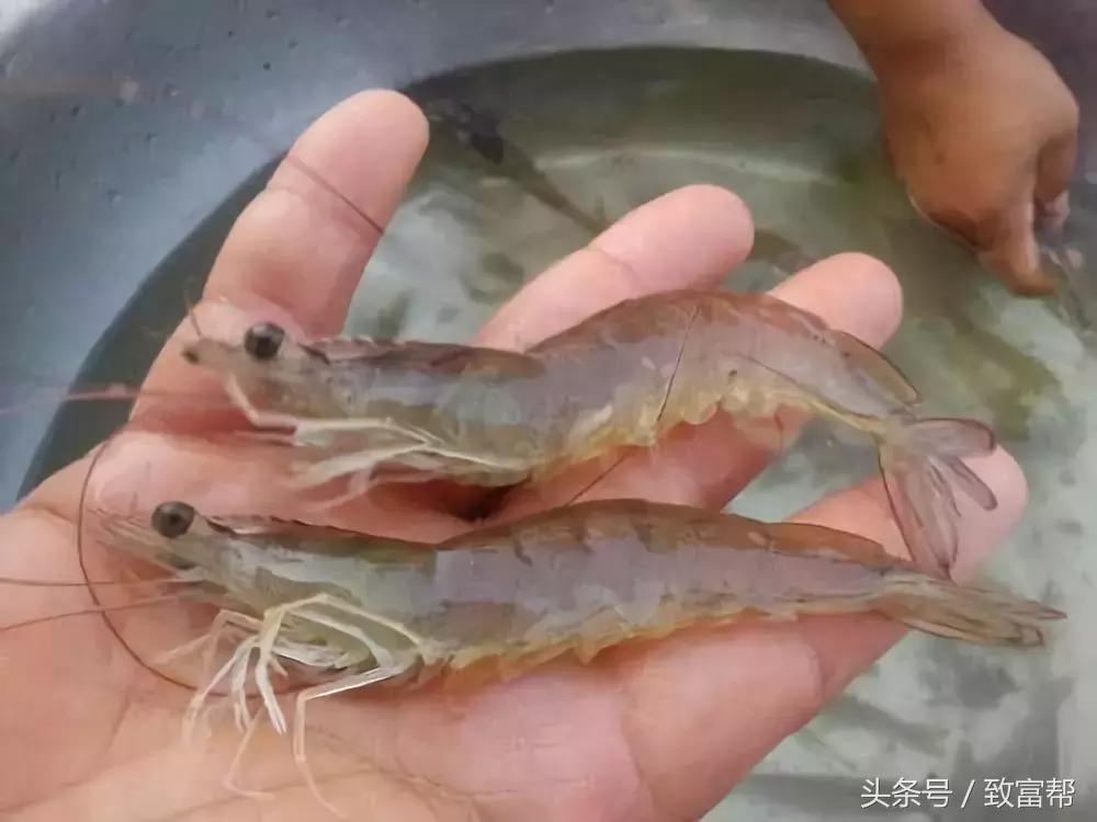 养殖南美对虾的步骤方法,养殖南美对虾的方法