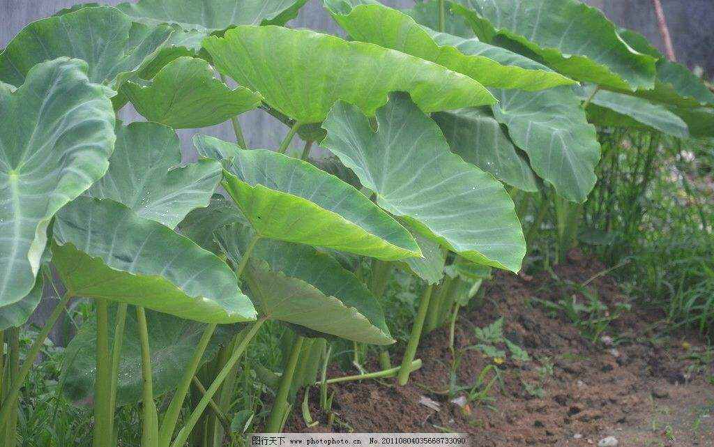 中药芋叶,中药槲叶