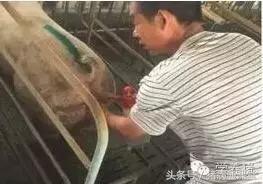 猪场人工养殖技术,猪场实用操作