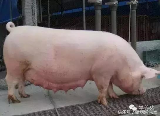 猪场人工养殖技术,猪场实用操作