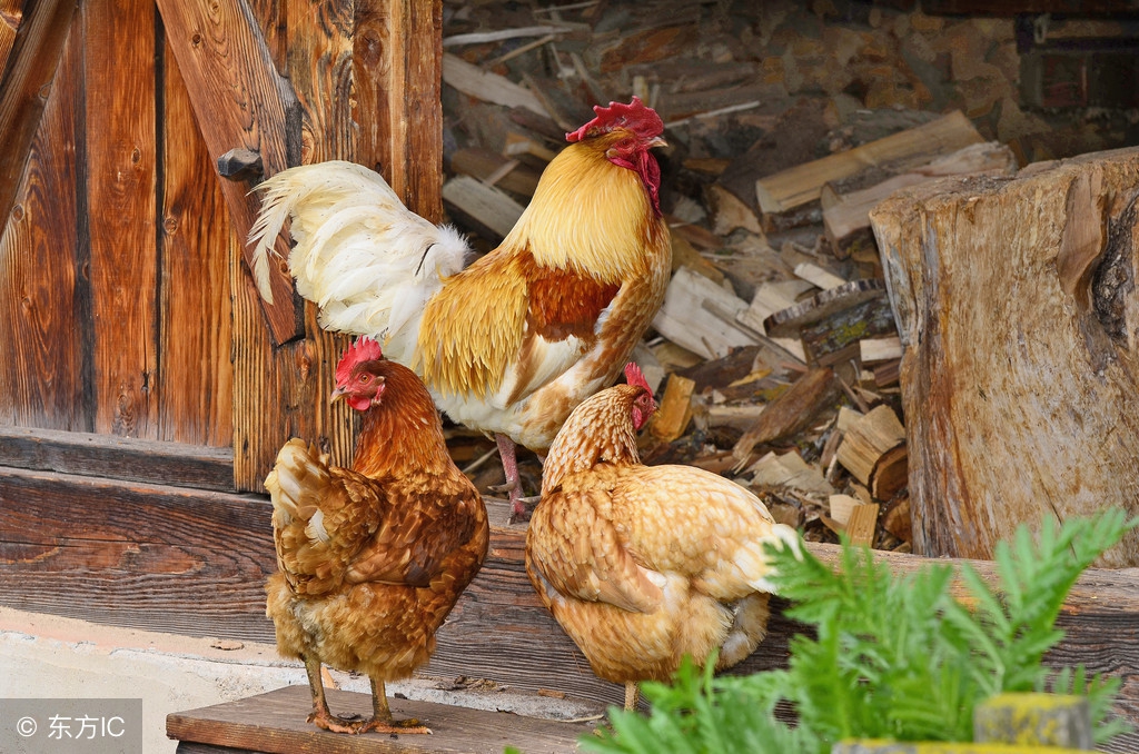 鸡人工授精无精蛋多怎么回事,鸡人工养殖场怎样防治病虫害