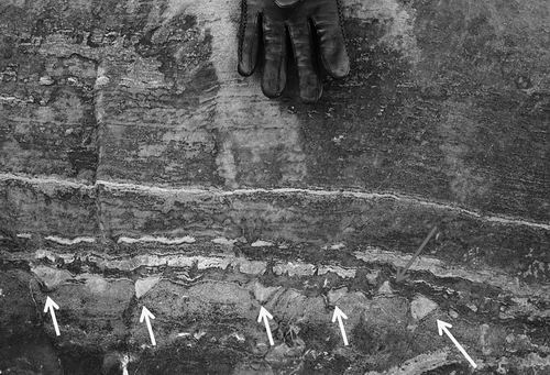 地球上出现最早的生物化石多少年,地球上最早的生物是鱼吗