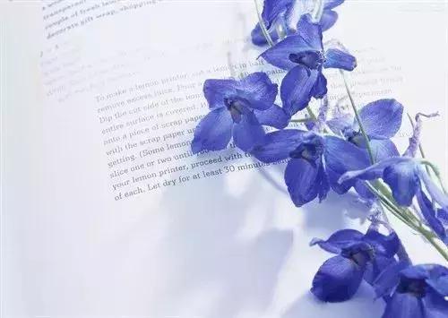 50种鲜切花花语大全,一定有你不知道的,赶紧收藏吧!