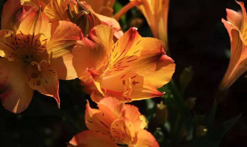 50种鲜切花花语大全,一定有你不知道的,赶紧收藏吧!